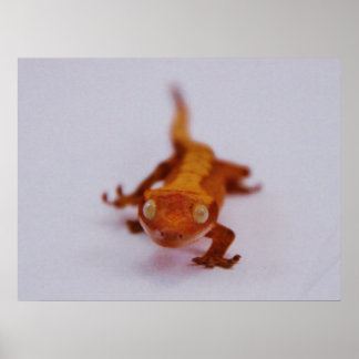 Crested Gecko Closeup Poster