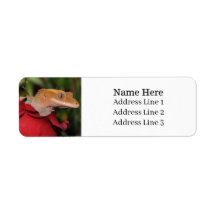 Crested Gecko Lizard på en Ro-Returadress