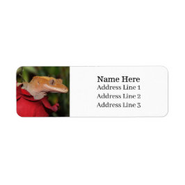 Crested Gecko Lizard på en Ro-Returadress Returadress Etikett