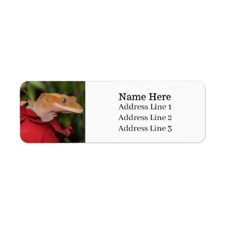 Crested Gecko Lizard på en Ro-Returadress Returadress Etikett