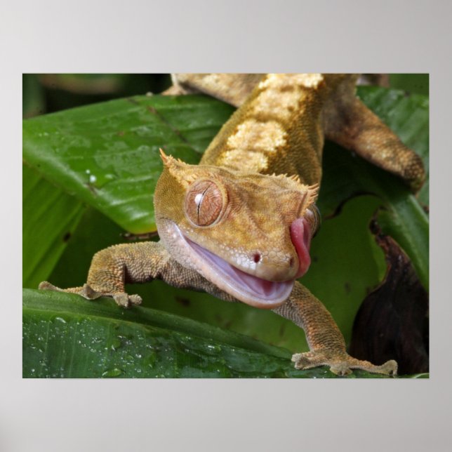 Crested Gecko Poster (Framsidan)