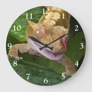 Crested Gecko Stor Klocka