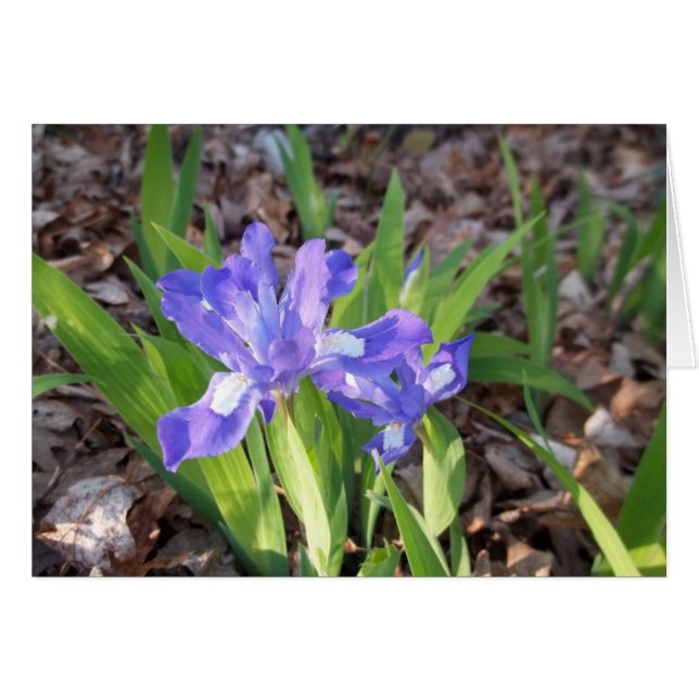 Crested Iris OBS Kort (Framsidan Horizontal)