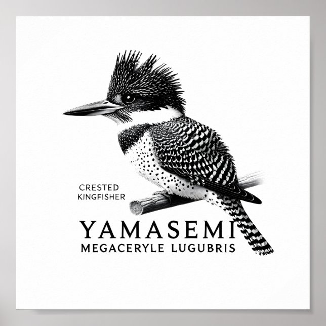 Crested Kingfisher Black & White Art Print Poster (Framsidan)