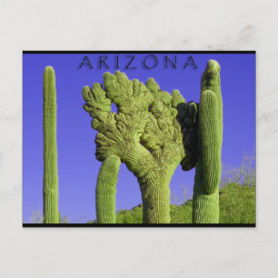 Crested Saguaro i kongressen, Arizona Vykort