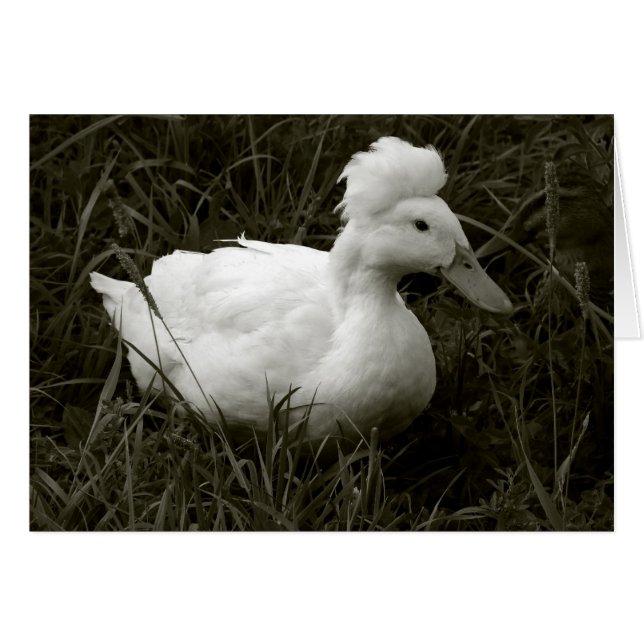 Crestie in Black and White Hälsningskort (Framsidan Horizontal)