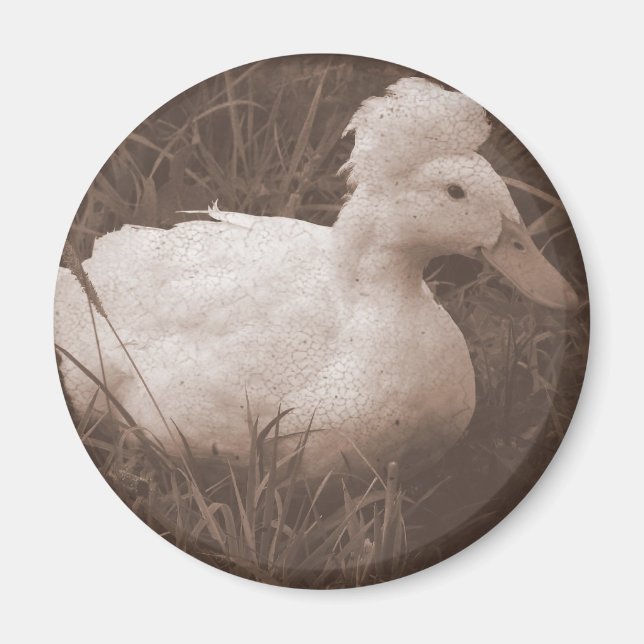 Crestie the Crested Anka Magnet (Framsidan)