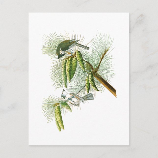 Crestouse John James Audubon Birds America Vykort (Framsida)