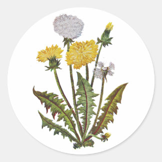 Crewel Embroized Golden Dandy Lejon Runt Klistermärke