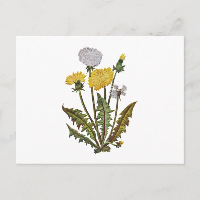 Crewel Embroized Golden Dandy Lejon Vykort (Framsida)