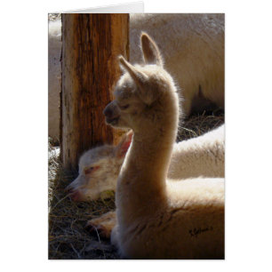 Cria sova hälsningskort