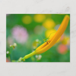 Cricket på Daylily Vykort