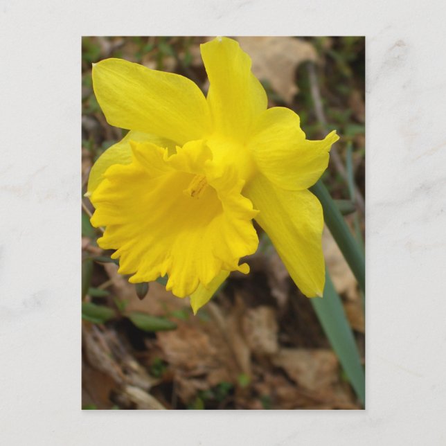CricketDiane Gult Vår Jonquils Flower Design Vykort (Framsida)