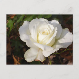 CricketDiane Romantic Vit ros Blommar Vykort