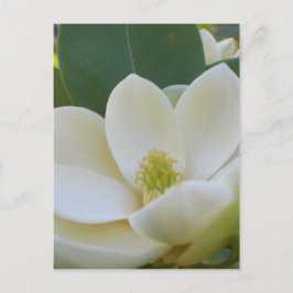 CricketDiane Southern Magnolias Vykort