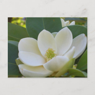 CricketDiane Southern Magnolias Vykort