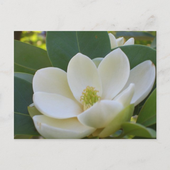CricketDiane Southern Magnolias Vykort (Framsida)
