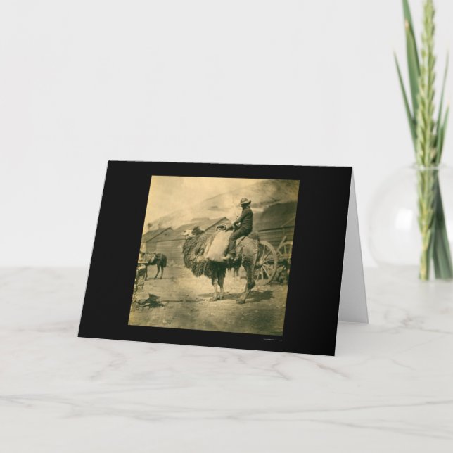 Crimean Krig Soldier på Camel 1855 Kort (Framsida)