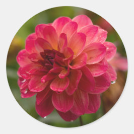 Crimson and Magenta Dahlia Stickers Runt Klistermärke