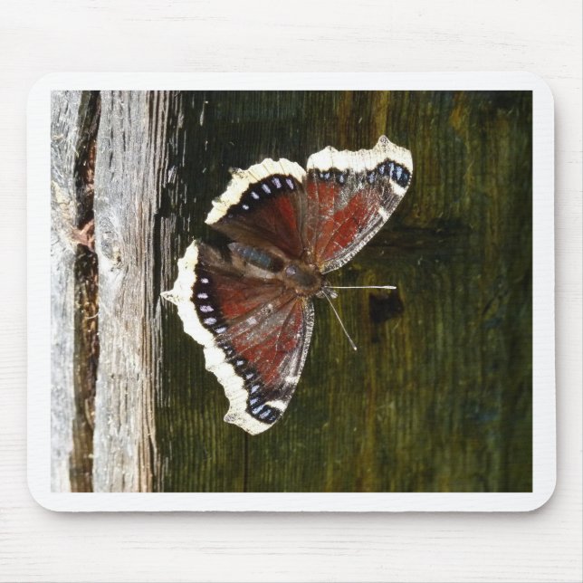 Crimson and White Butterfly Musmatta (Framsidan)