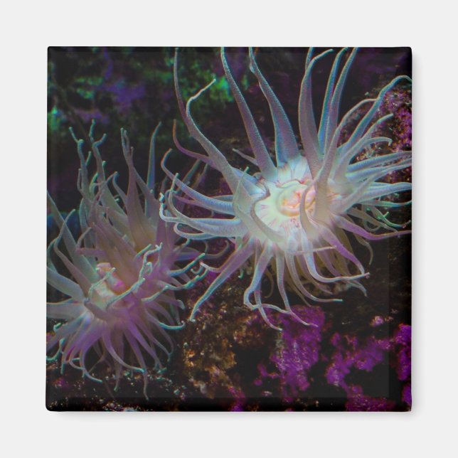Crimson Anemone Magnet (Framsidan)