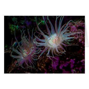 Crimson Anemone OBS Kort