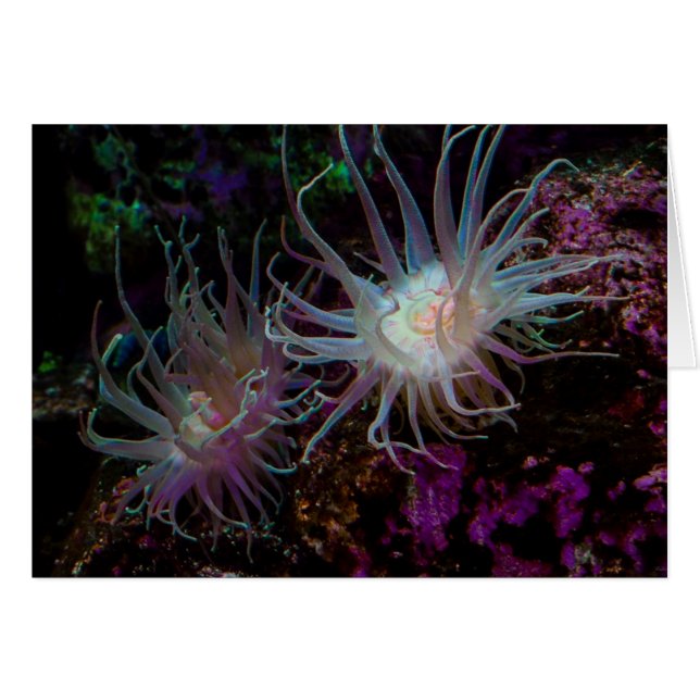 Crimson Anemone OBS Kort (Framsidan Horizontal)