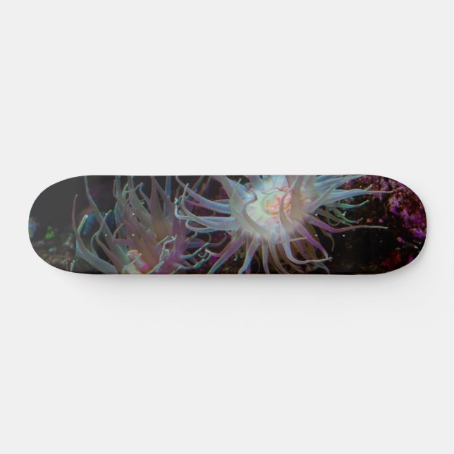 Crimson Anemone Skateboard Bräda 20,5 Cm (Horz)