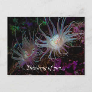 Crimson Anemone Vykort