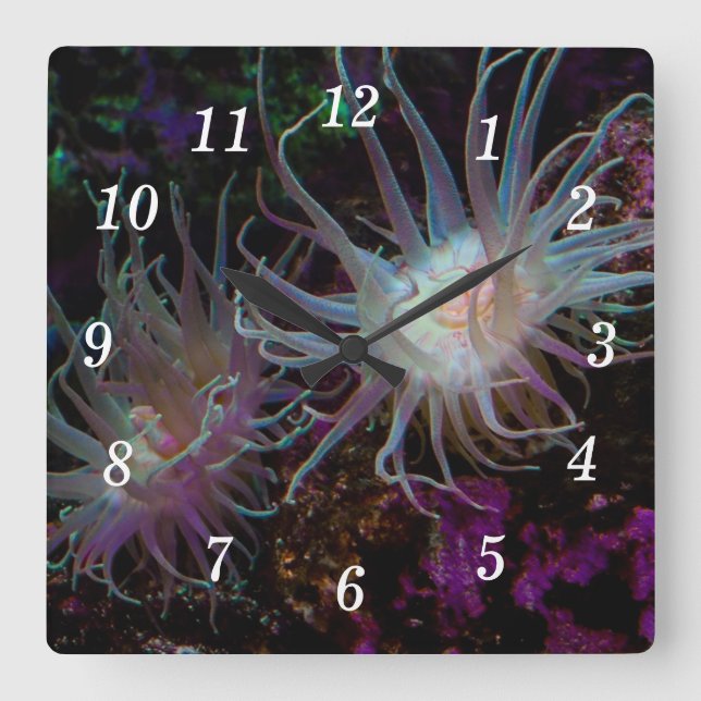 Crimson Anemone Wall Clock Fyrkantig Klocka (Framsida)