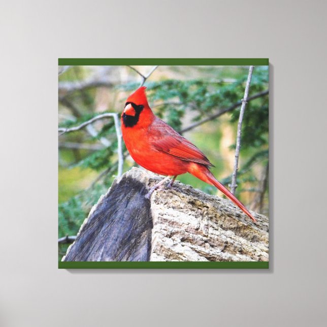 Crimson Cardinal Skogen Canvastryck (Framsida)