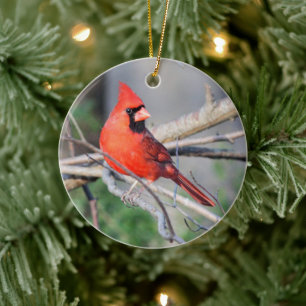Crimson Cardinal Vapensköld Premium Ornament