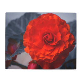 Crimson Dubbla Begonia Metall Wall Art