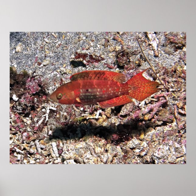 Crimson Fish Poster (Framsidan)