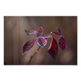 Crimson Fototryck