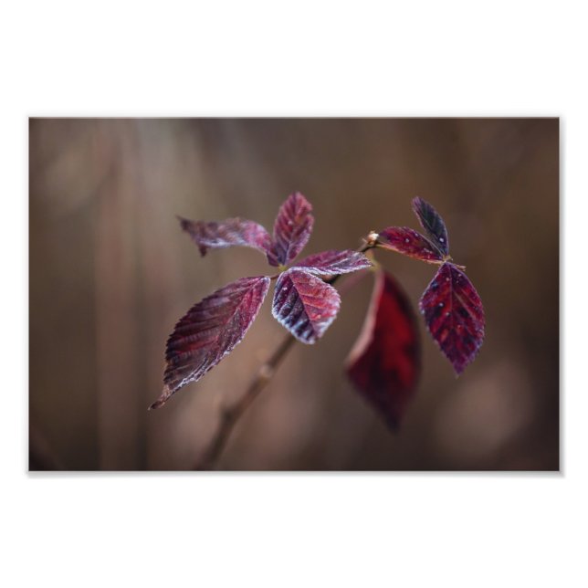 Crimson Fototryck (Framsidan)