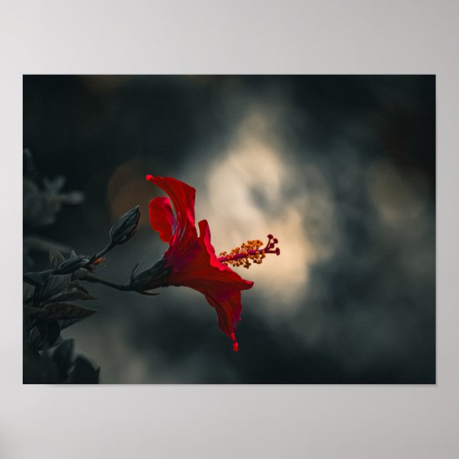 🌹 Crimson Glow in the Dusk ✨ Poster (Framsidan)