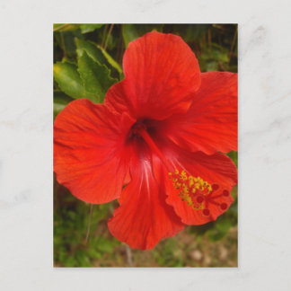 Crimson Hibiscus Glow Vykort