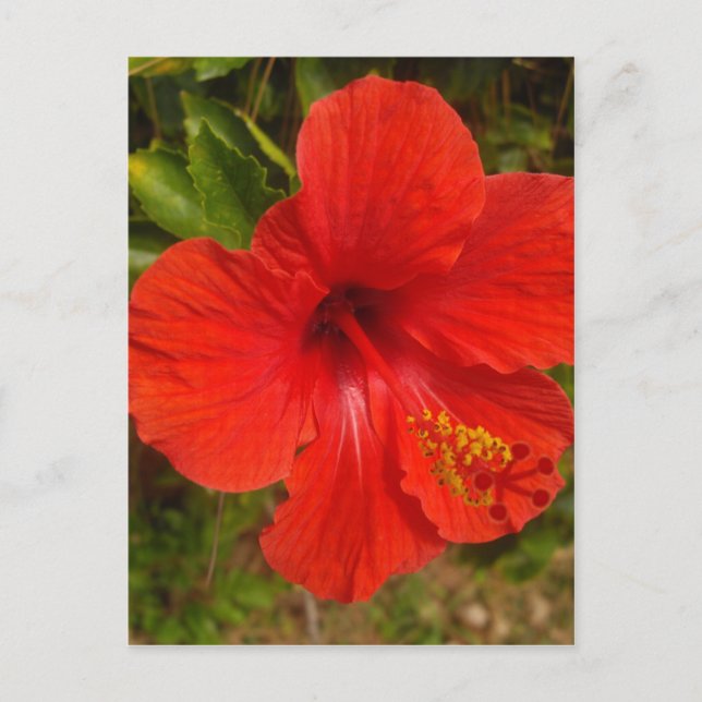 Crimson Hibiscus Glow Vykort (Framsida)
