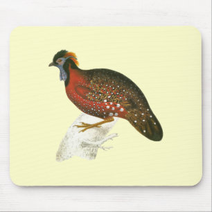 Crimson Horned Pheasant Musmatta