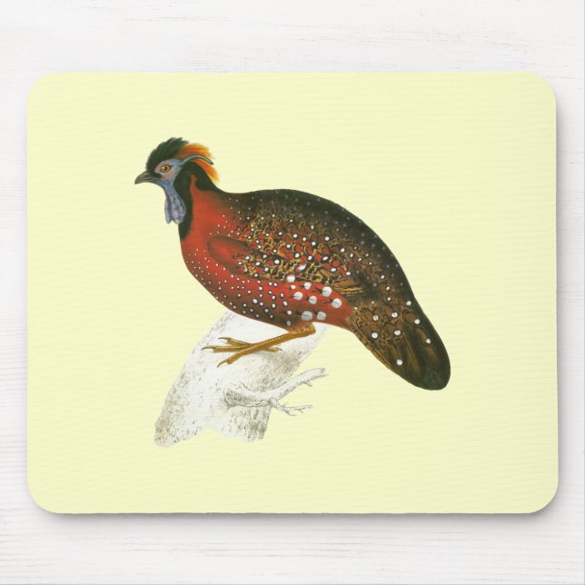 Crimson Horned Pheasant Musmatta (Framsidan)