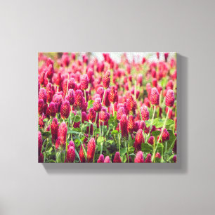 Crimson Klöver Fält-blommor Canvastryck