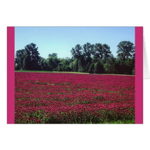 Crimson Klöver Fält Hälsningskort
