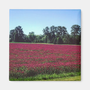 Crimson Klöver Fält, Oregon Magnet