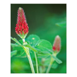 Crimson Klöver Pair Photo Print Fototryck