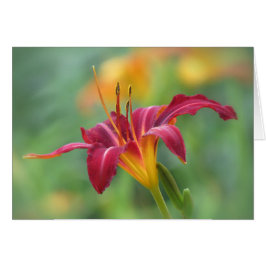 Crimson Lily - Daylily Hälsningskort