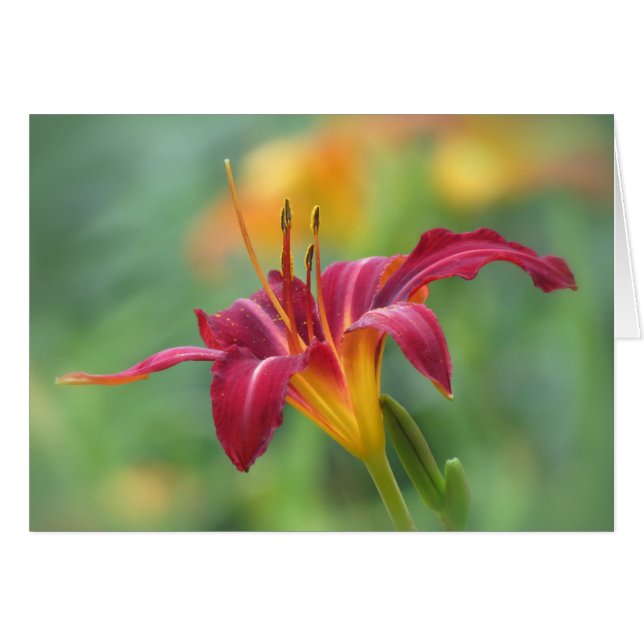 Crimson Lily - Daylily Hälsningskort (Framsidan Horizontal)