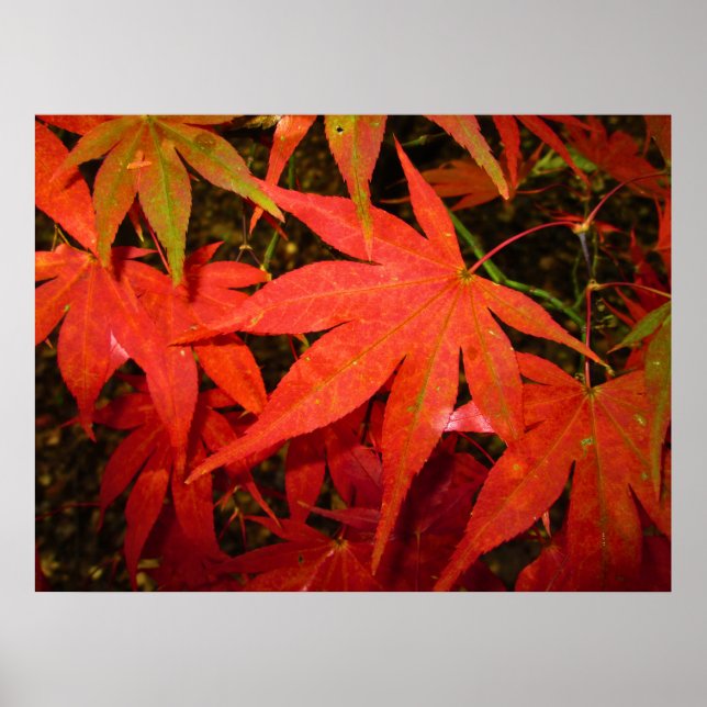 Crimson Maple Lövs - Personlig Poster (Framsidan)