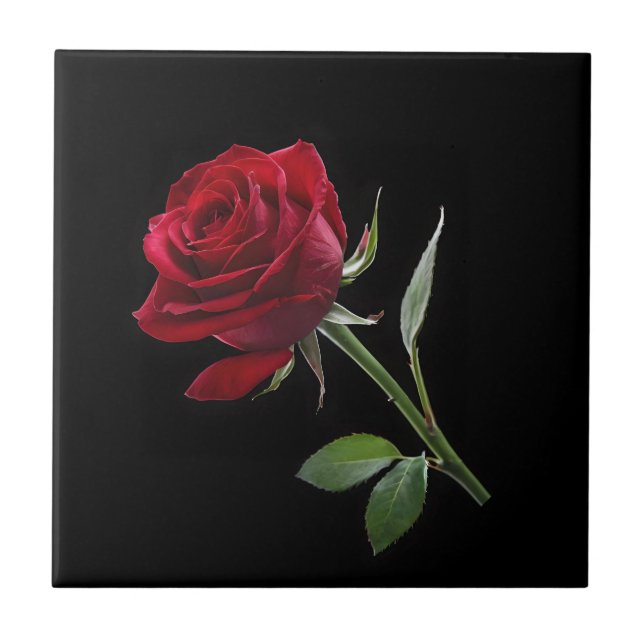 Crimson on Ebony: the Single Röd ros, Kakelplatta (Framsidan)
