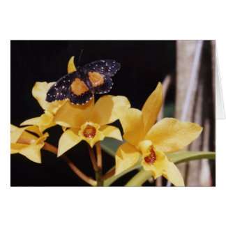 Crimson Patch Butterfly Hälsningskort
